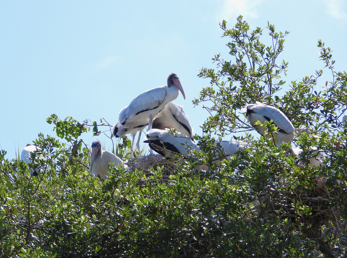 Wood Stork - ML620820811