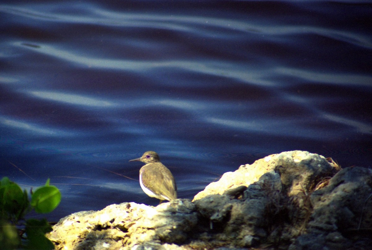 Spotted Sandpiper - ML620820812