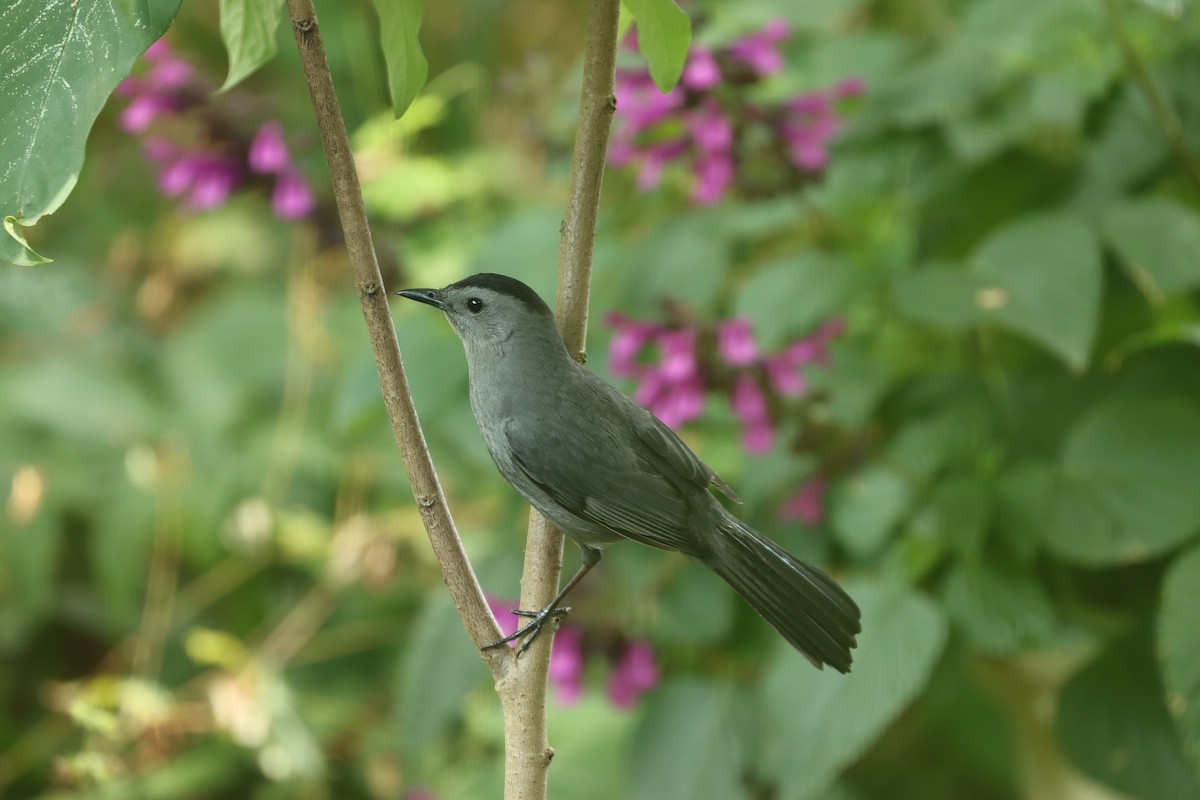 Gray Catbird - ML620820813