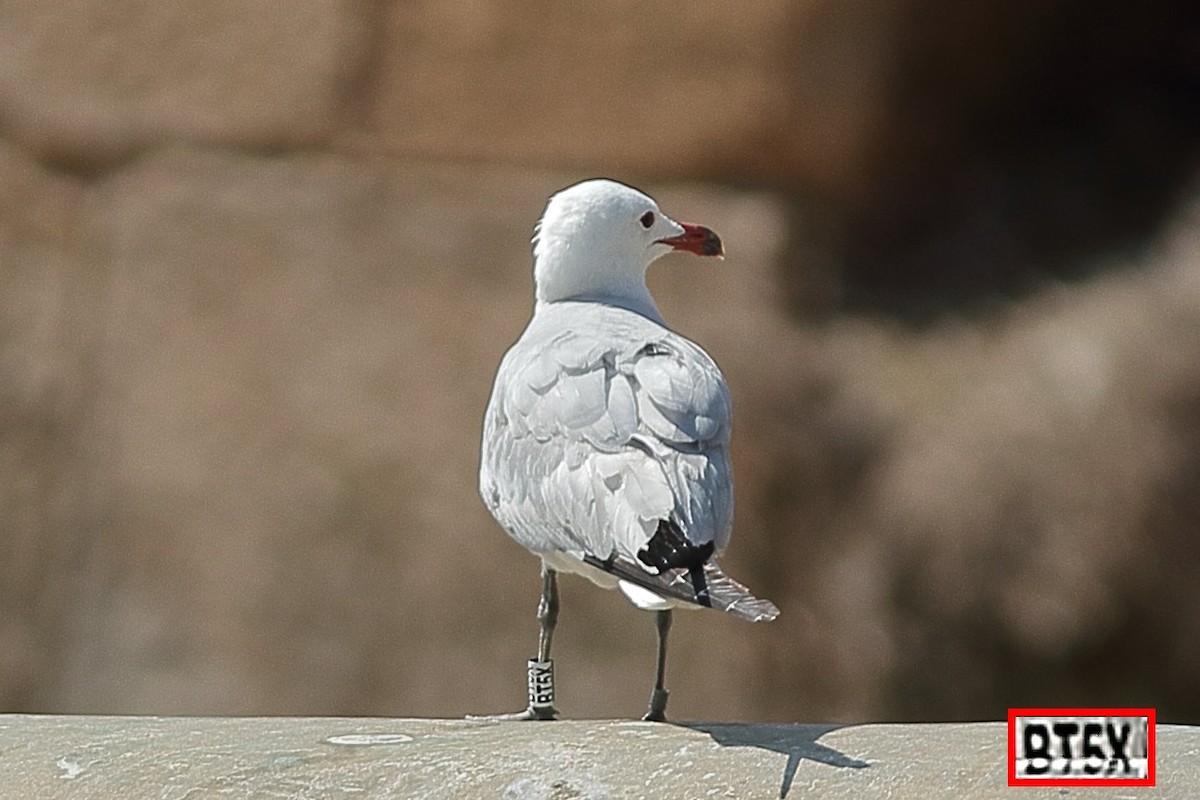 Audouin's Gull - ML620820814