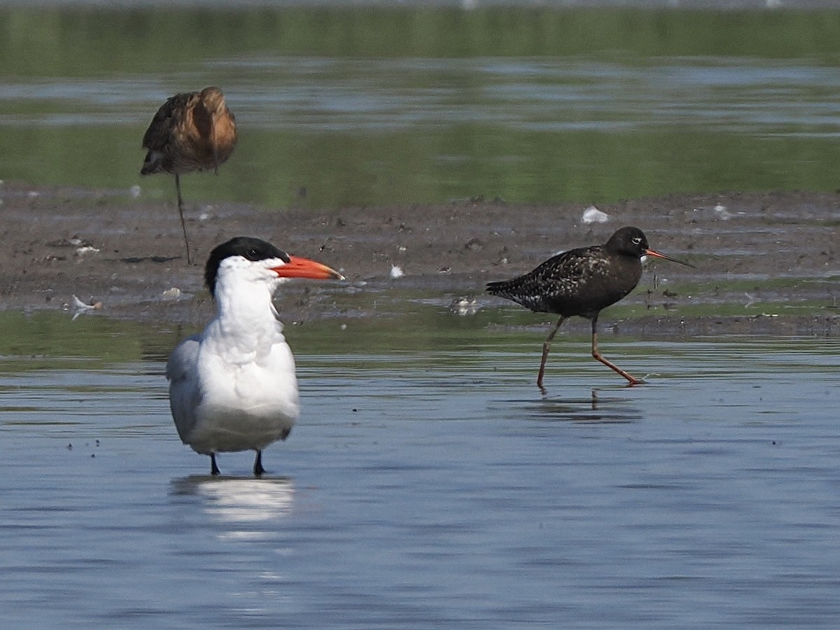 Caspian Tern - ML620820815