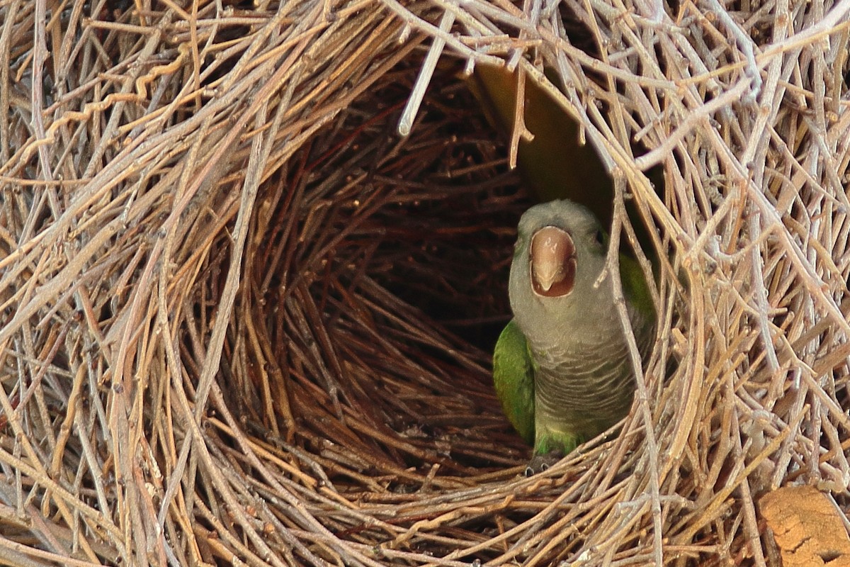 Monk Parakeet - ML620820816