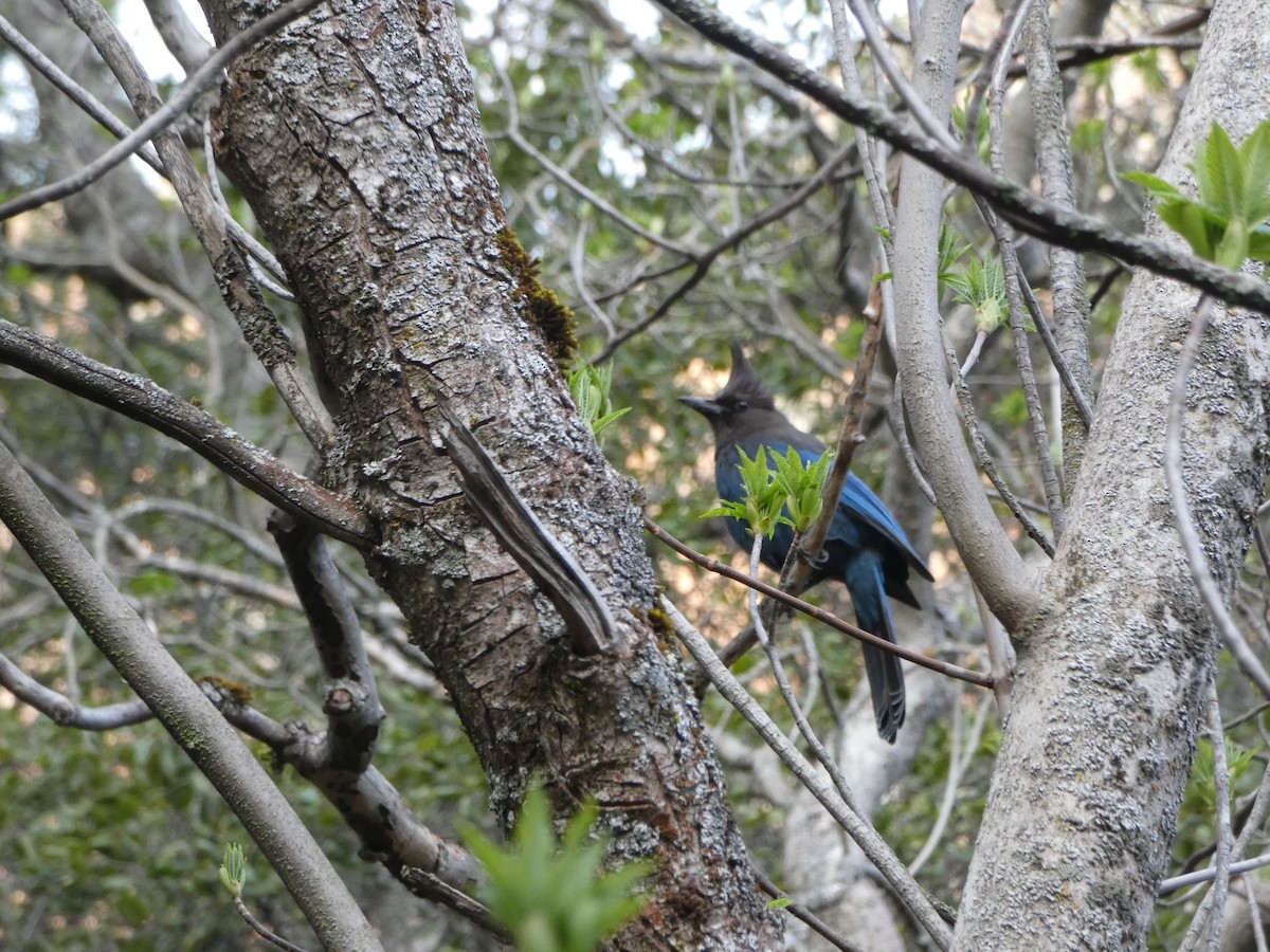 Steller's Jay - ML620820817