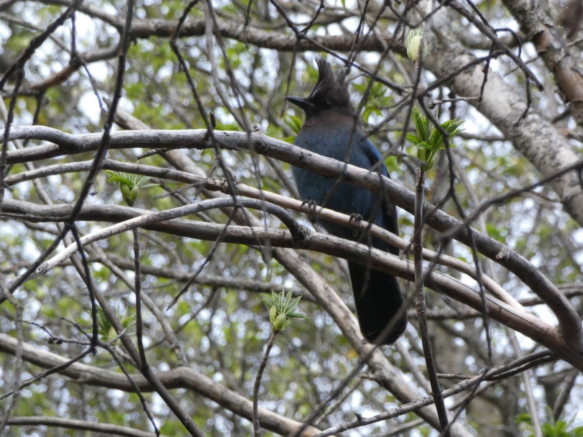 Steller's Jay - ML620820818