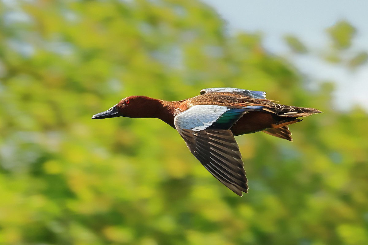 Cinnamon Teal - ML620820819