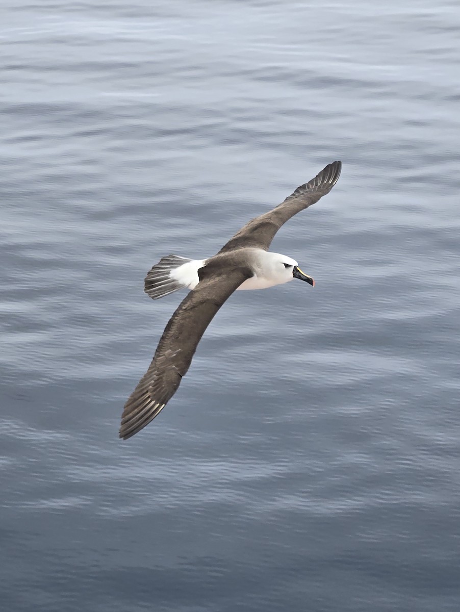 Atlantik Sarı Gagalı Albatrosu - ML620820824