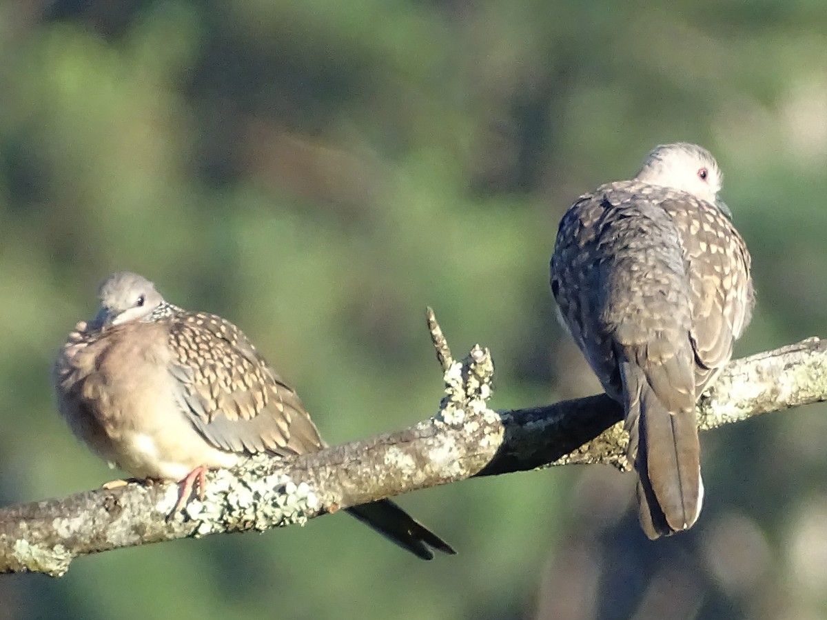 Spotted Dove - ML620820825
