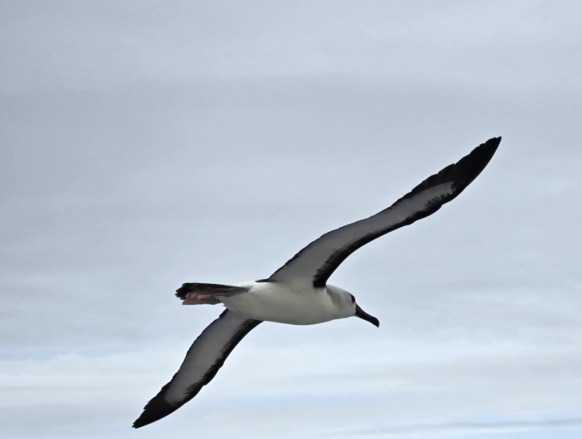 Atlantic Yellow-nosed Albatross - ML620820833