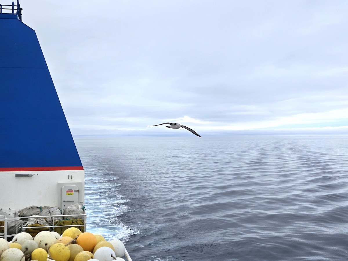 Atlantik Sarı Gagalı Albatrosu - ML620820835
