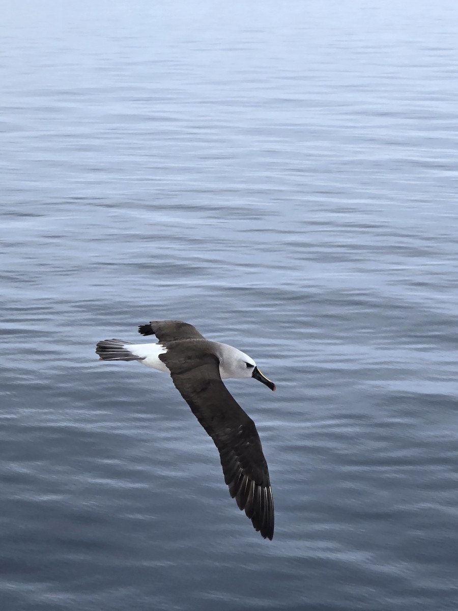 Atlantik Sarı Gagalı Albatrosu - ML620820846