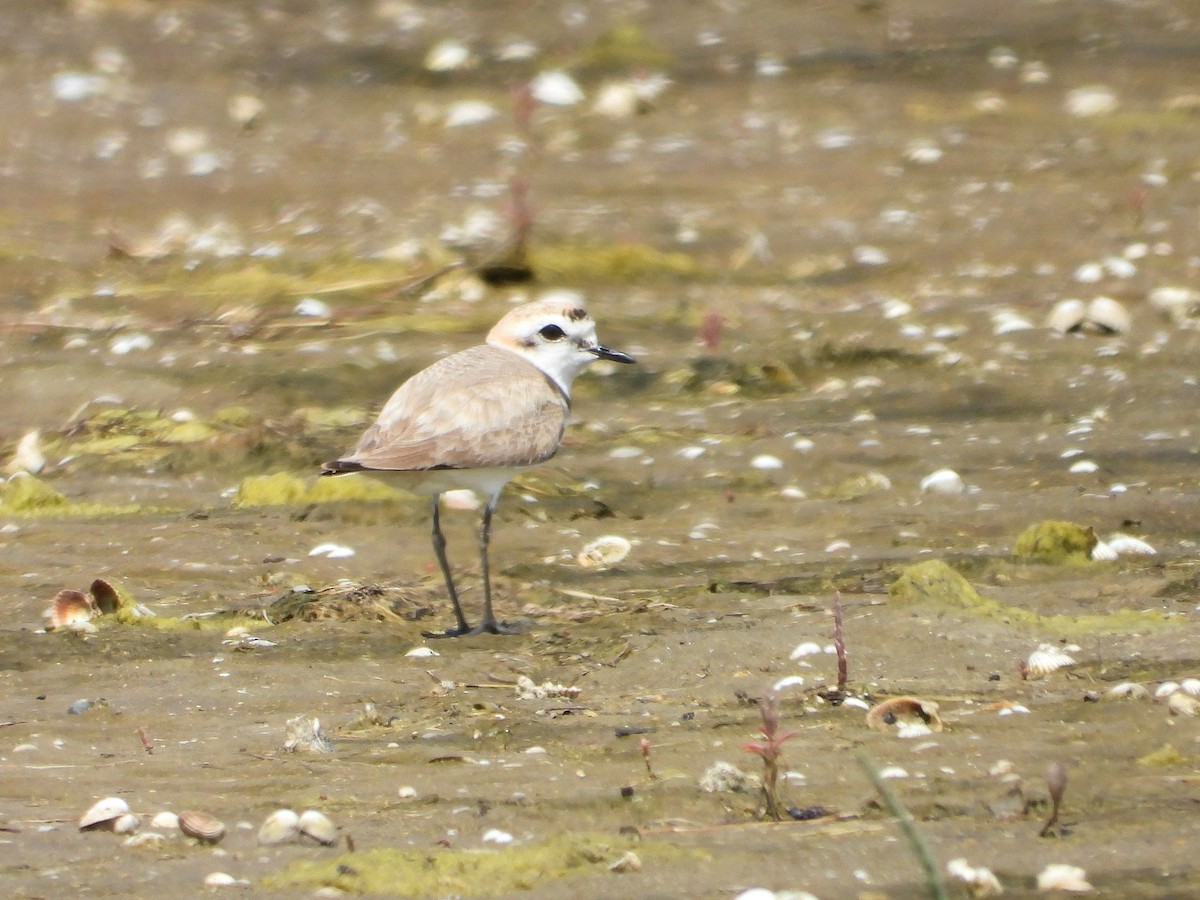 Kentish Plover - ML620820848