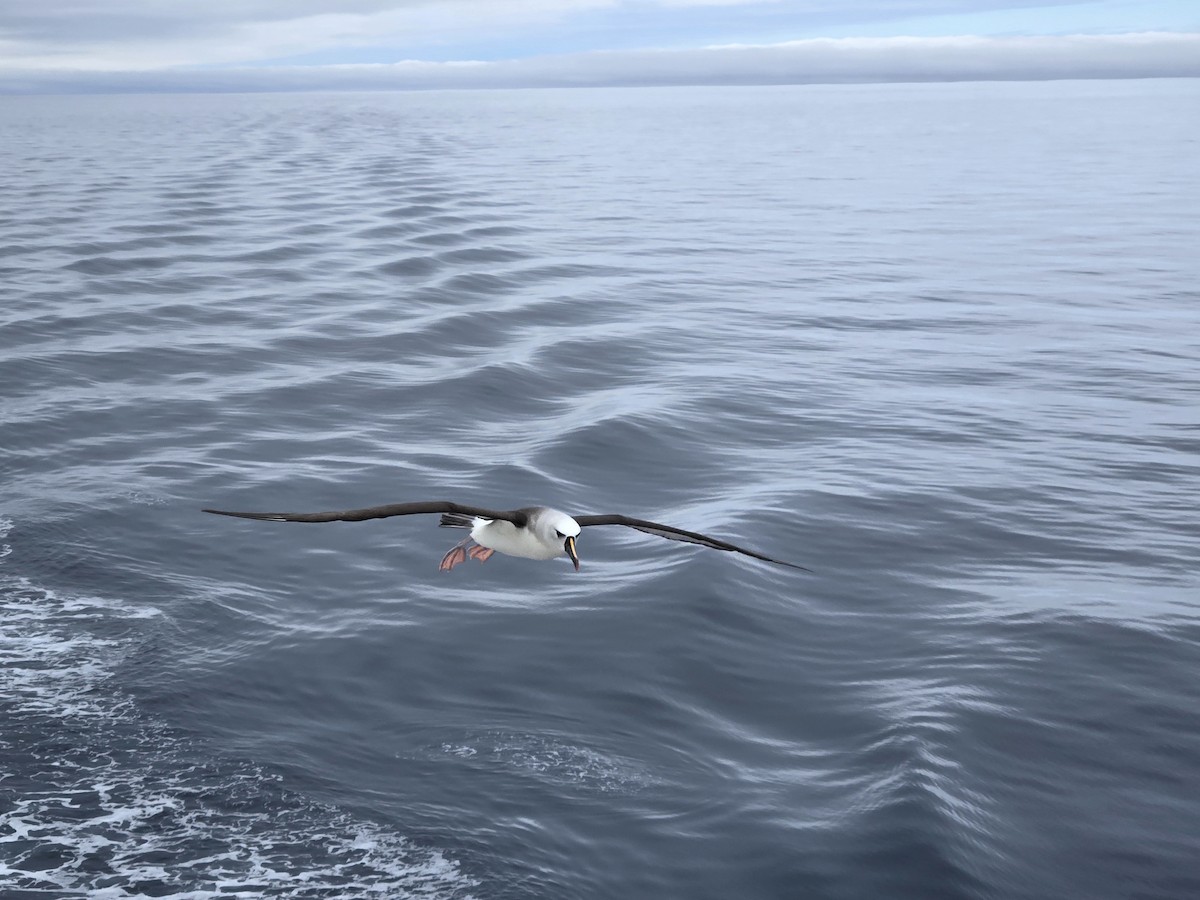 Atlantik Sarı Gagalı Albatrosu - ML620820851