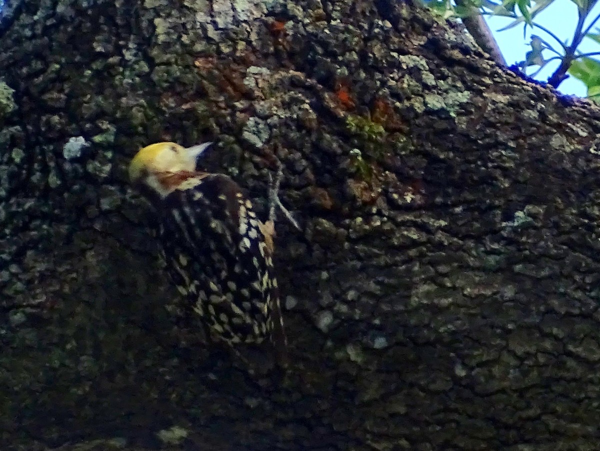 Yellow-crowned Woodpecker - ML620820852