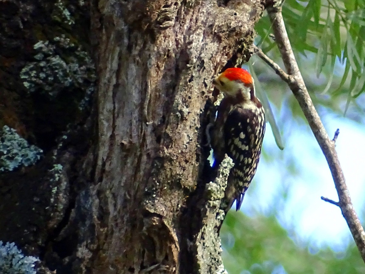 Yellow-crowned Woodpecker - ML620820854
