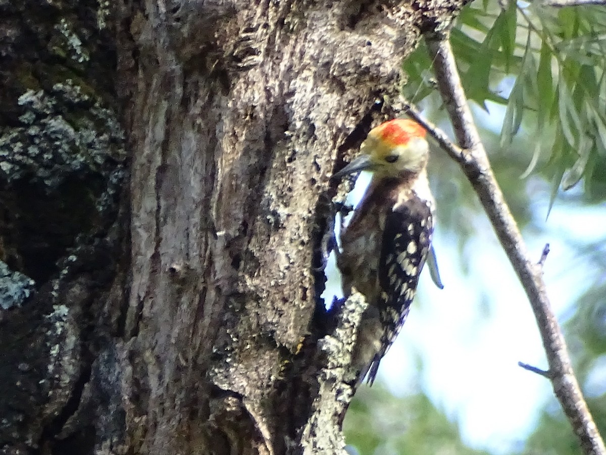 Yellow-crowned Woodpecker - ML620820855