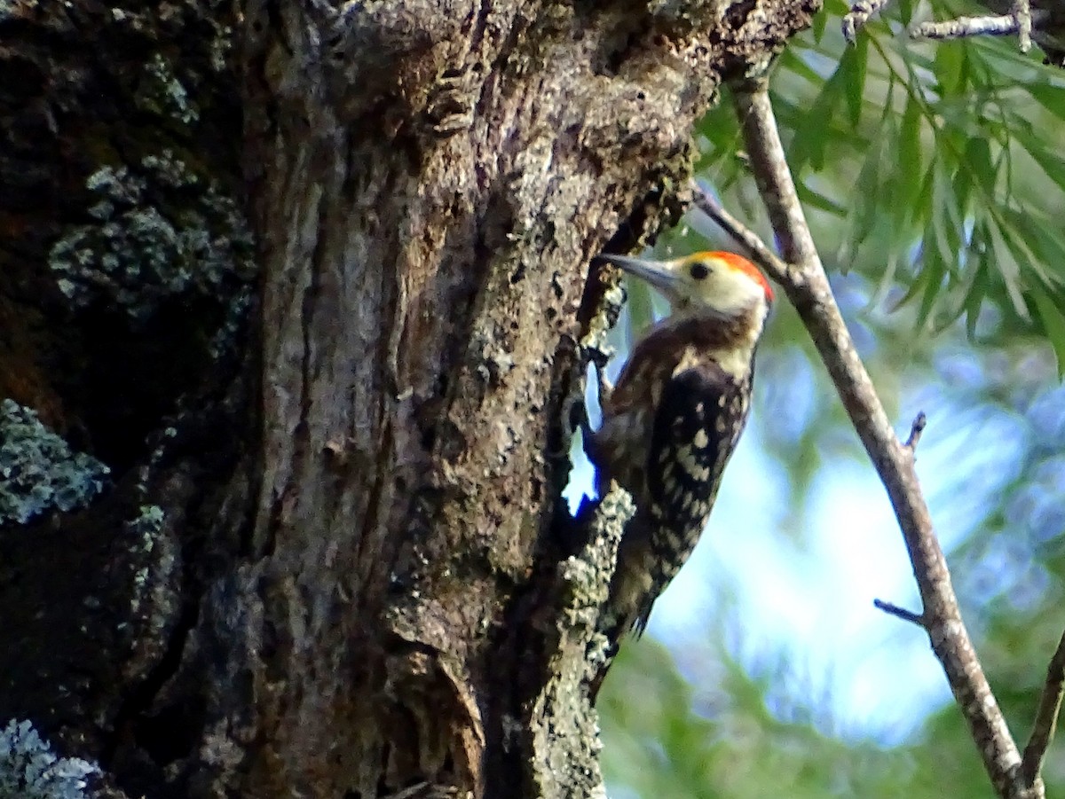 Yellow-crowned Woodpecker - ML620820856