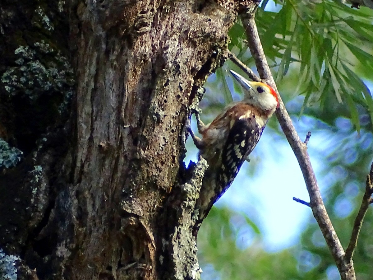 Yellow-crowned Woodpecker - ML620820858