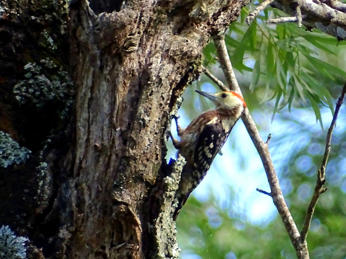 Yellow-crowned Woodpecker - ML620820859