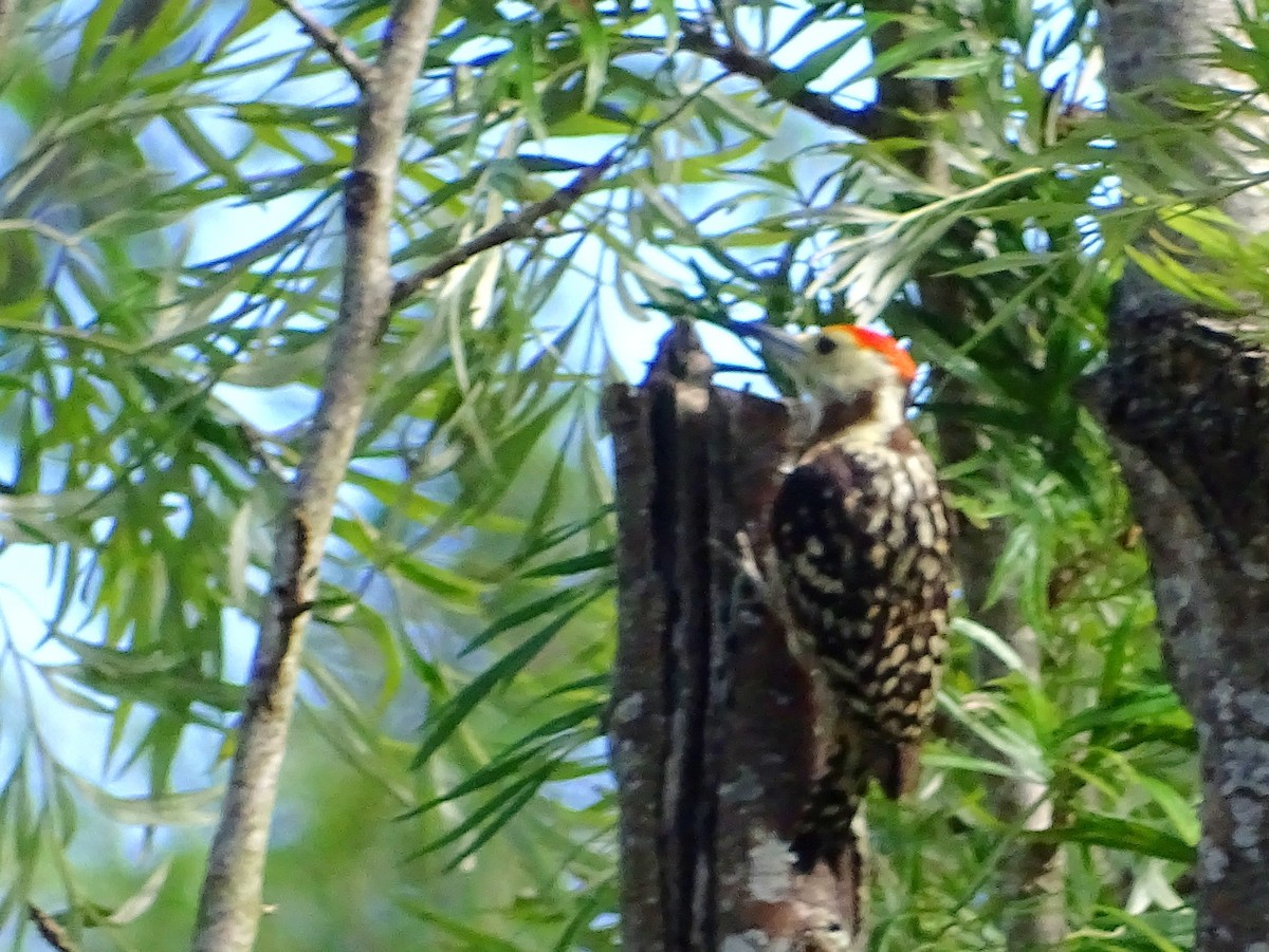 Yellow-crowned Woodpecker - ML620820860