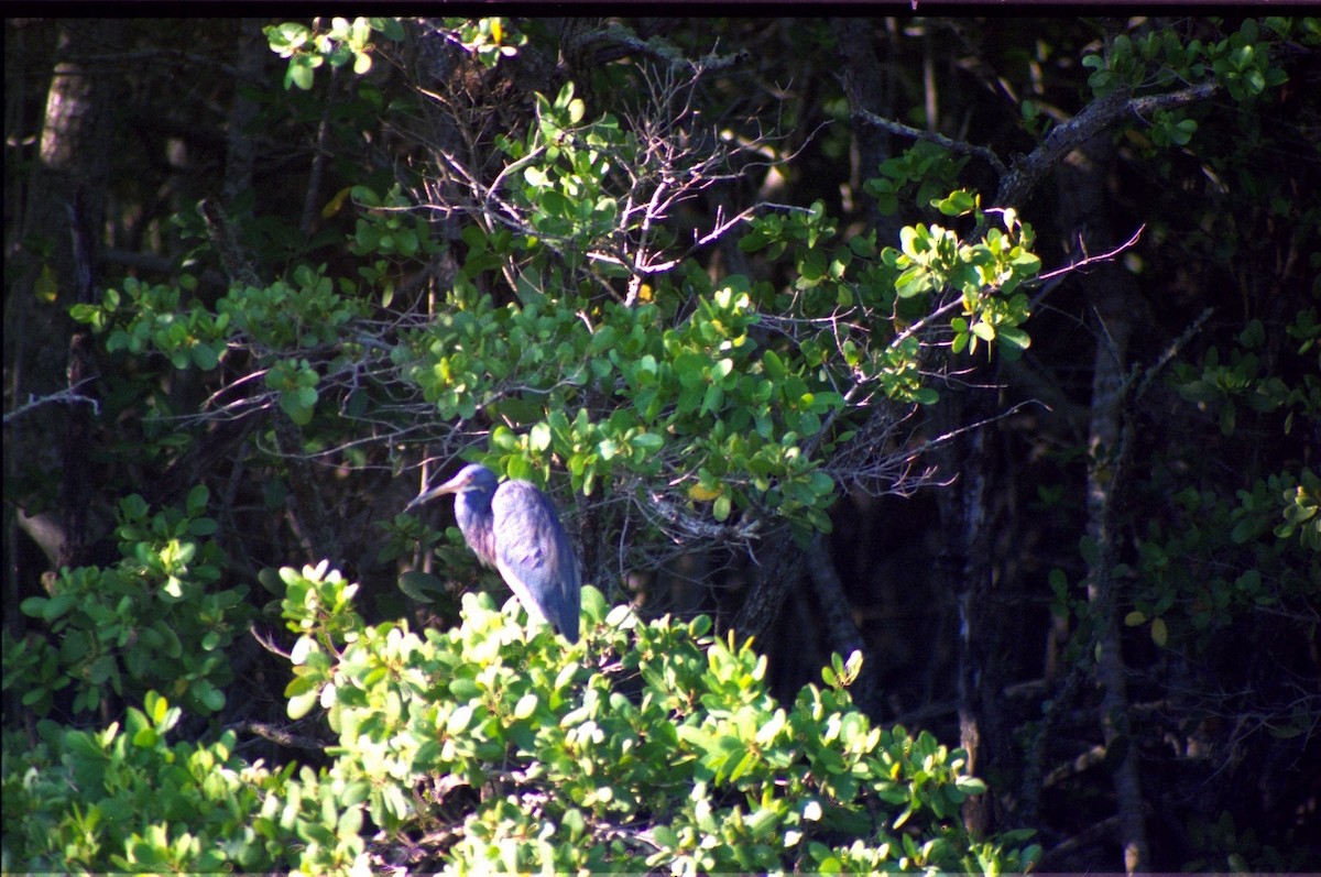 Tricolored Heron - ML620820861