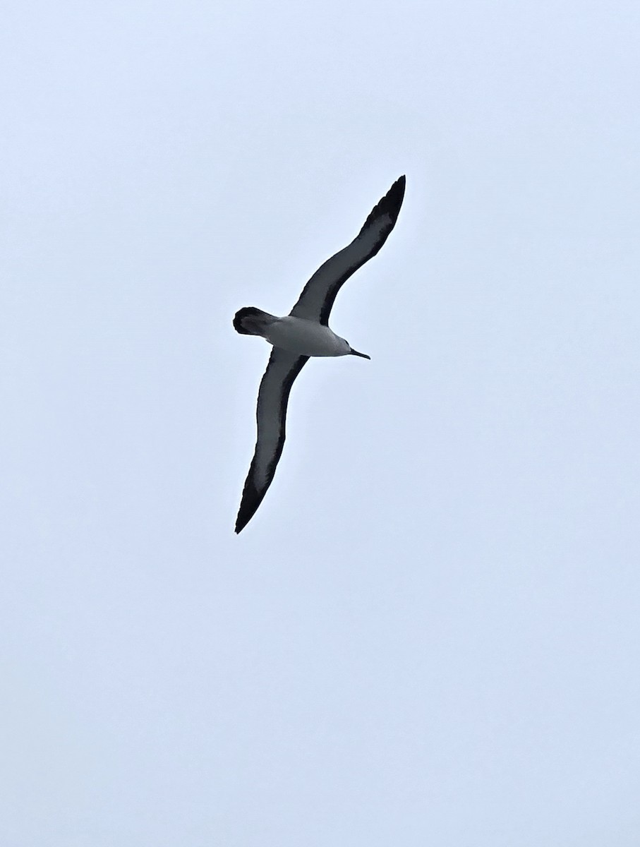 Atlantik Sarı Gagalı Albatrosu - ML620820863