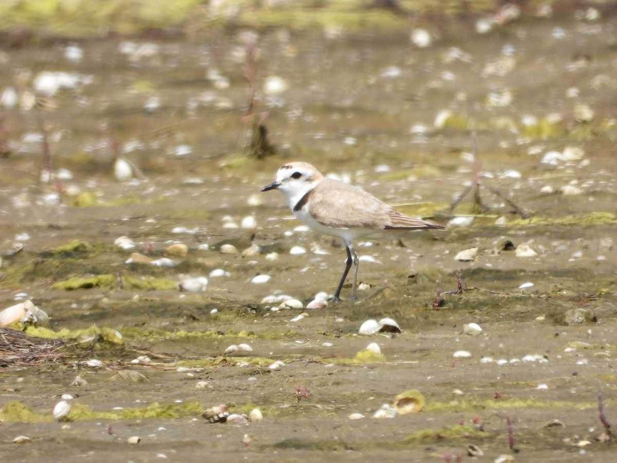 Kentish Plover - ML620820864