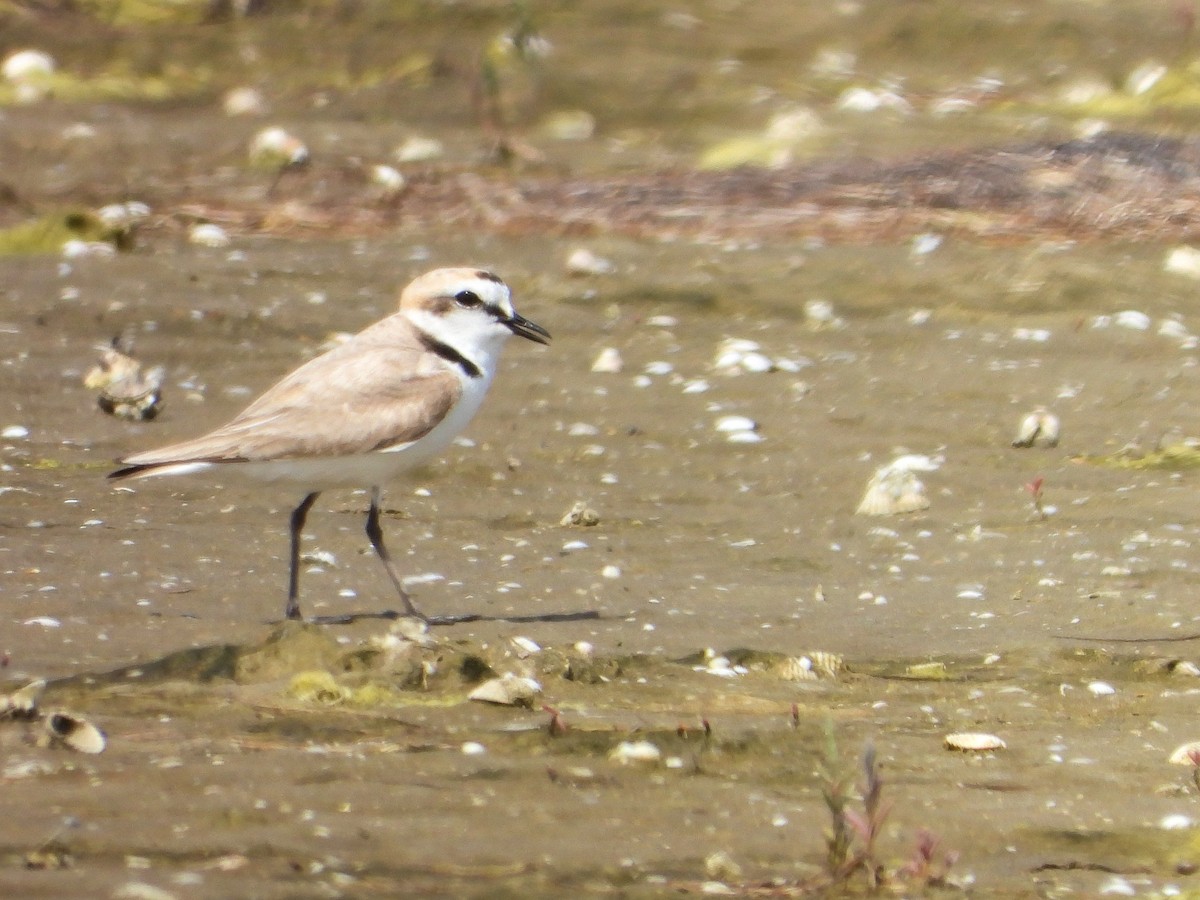 Kentish Plover - ML620820865