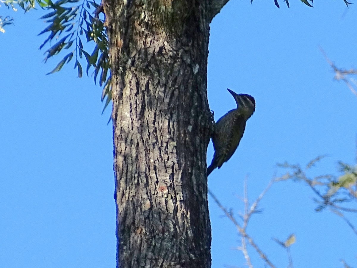 Streak-throated Woodpecker - ML620820871