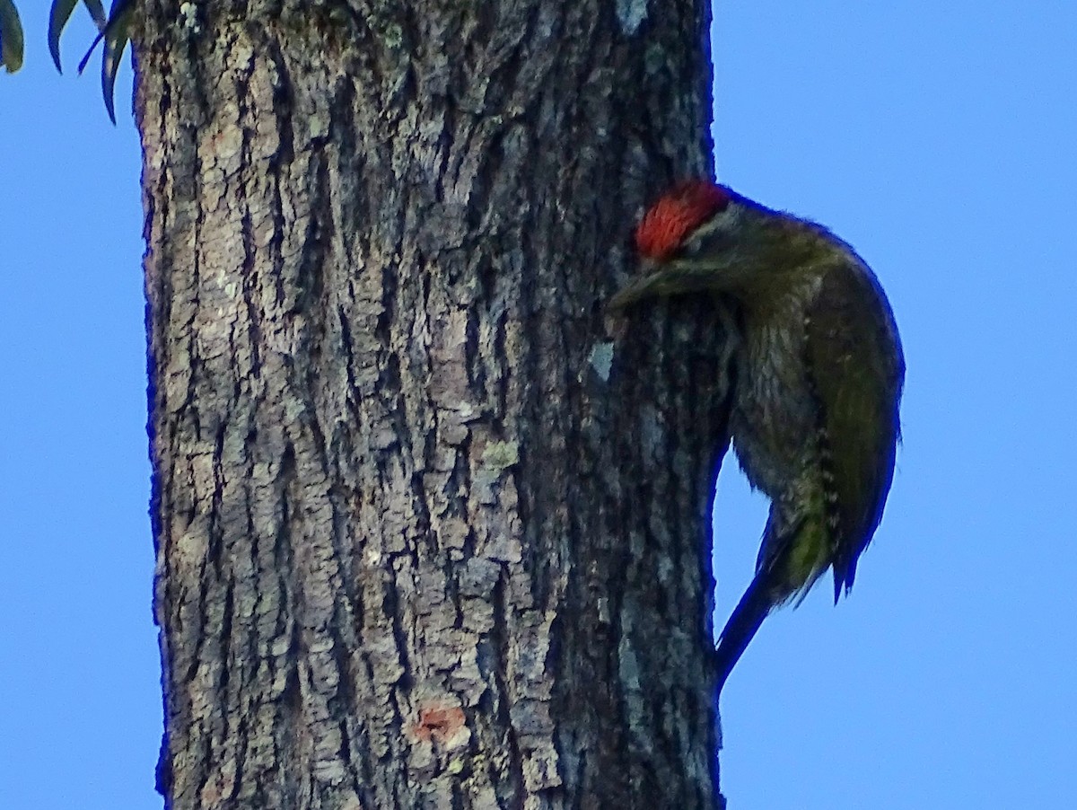 Streak-throated Woodpecker - ML620820872