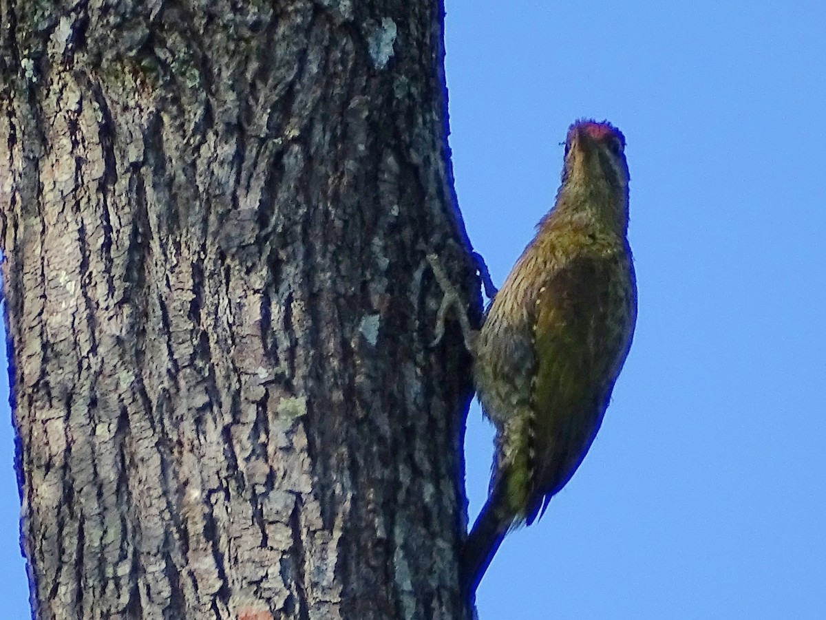Streak-throated Woodpecker - Sri Srikumar