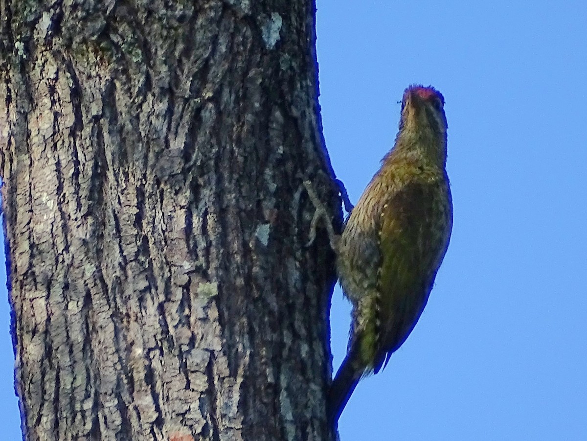 Streak-throated Woodpecker - ML620820873