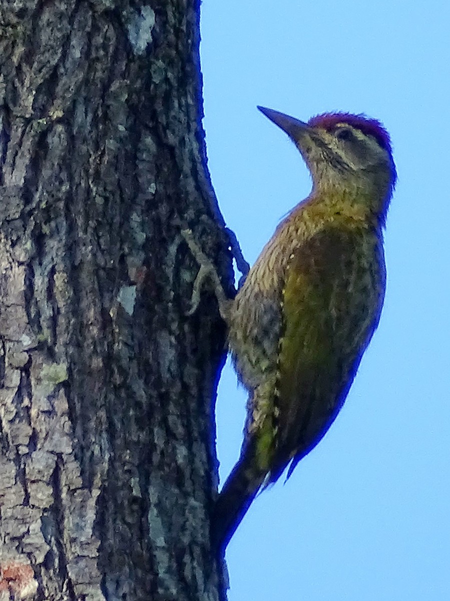 Streak-throated Woodpecker - ML620820875