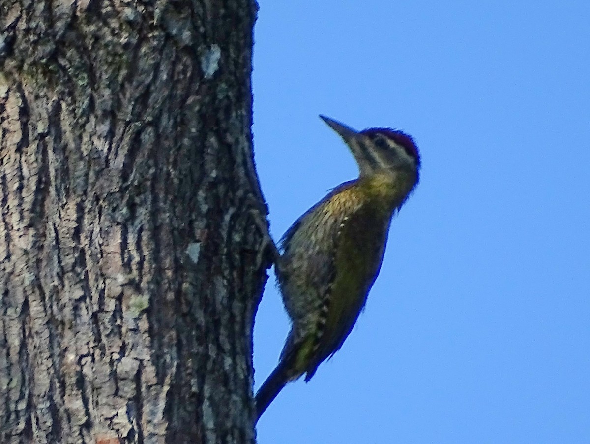 Streak-throated Woodpecker - ML620820876