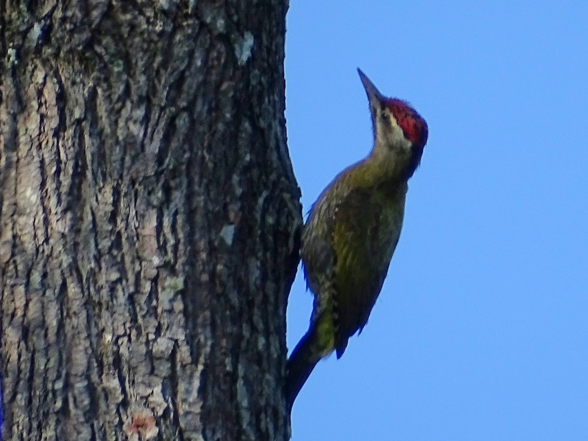 Streak-throated Woodpecker - ML620820877