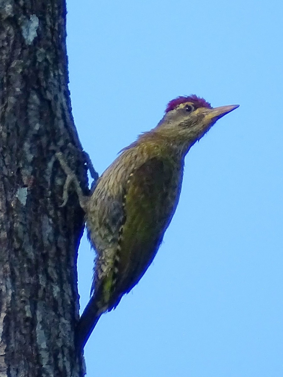 Streak-throated Woodpecker - ML620820879