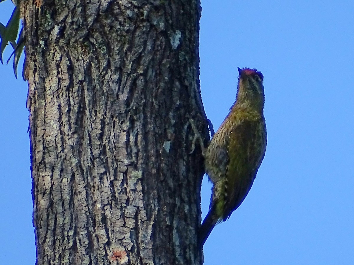 Streak-throated Woodpecker - ML620820882