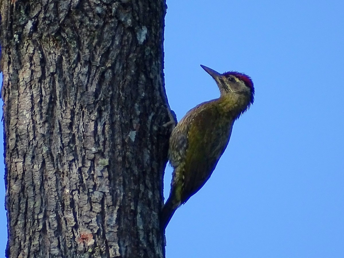 Streak-throated Woodpecker - ML620820883