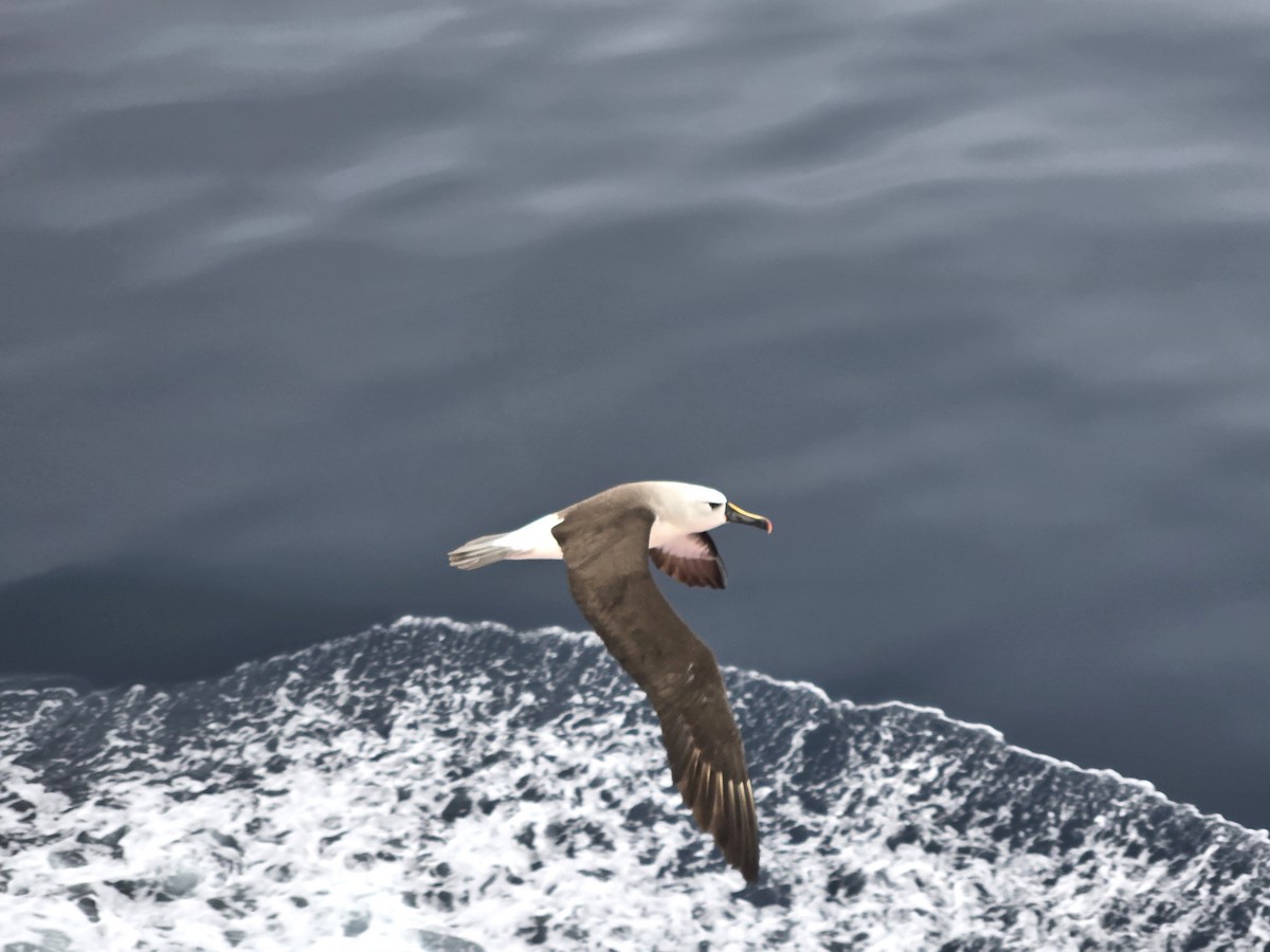 Atlantik Sarı Gagalı Albatrosu - ML620820887