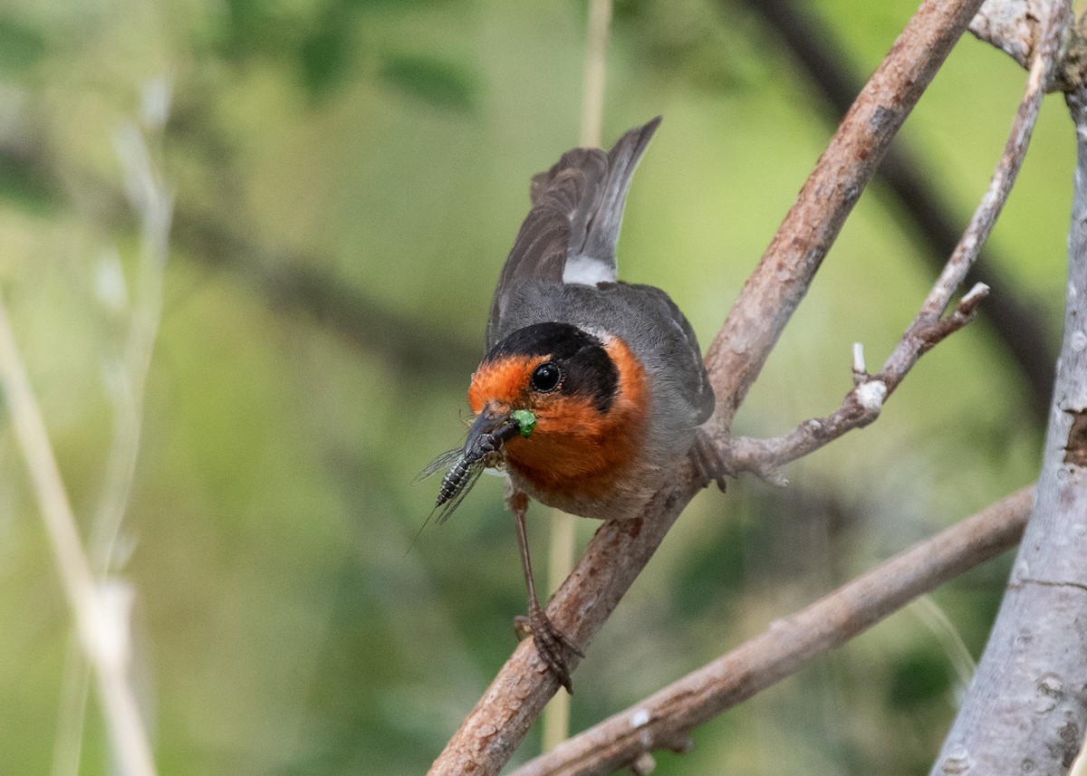 Red-faced Warbler - ML620820890