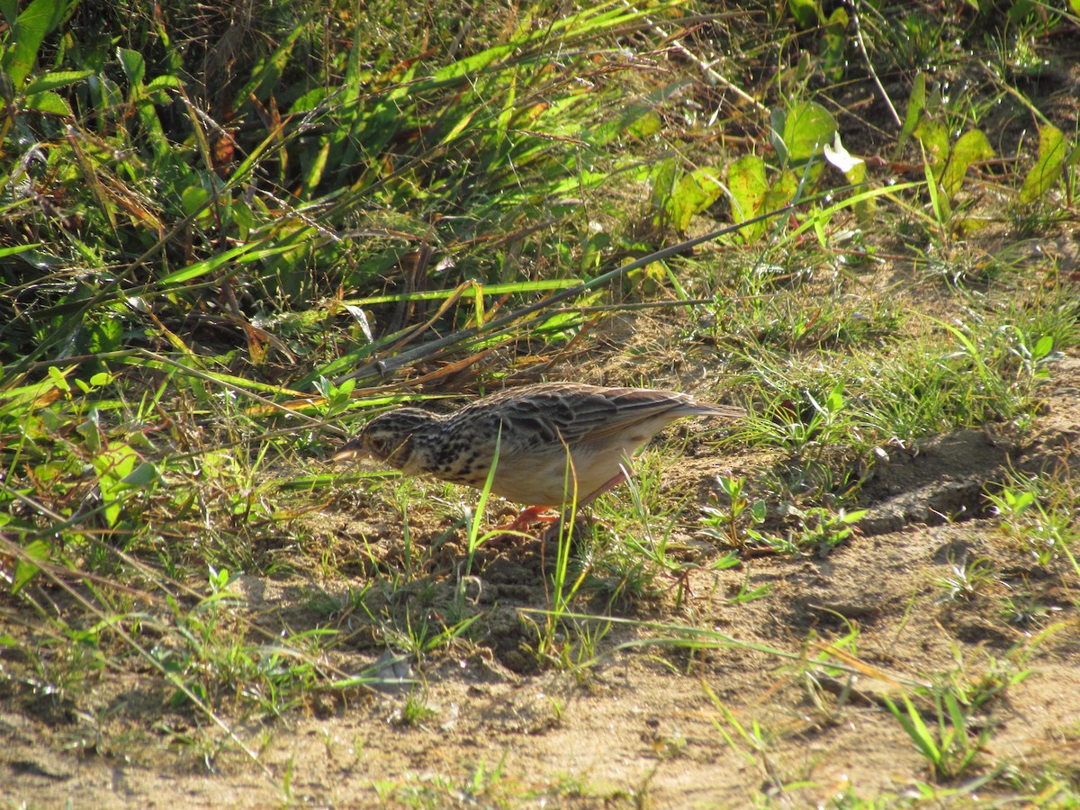 Oriental Skylark - ML620820894