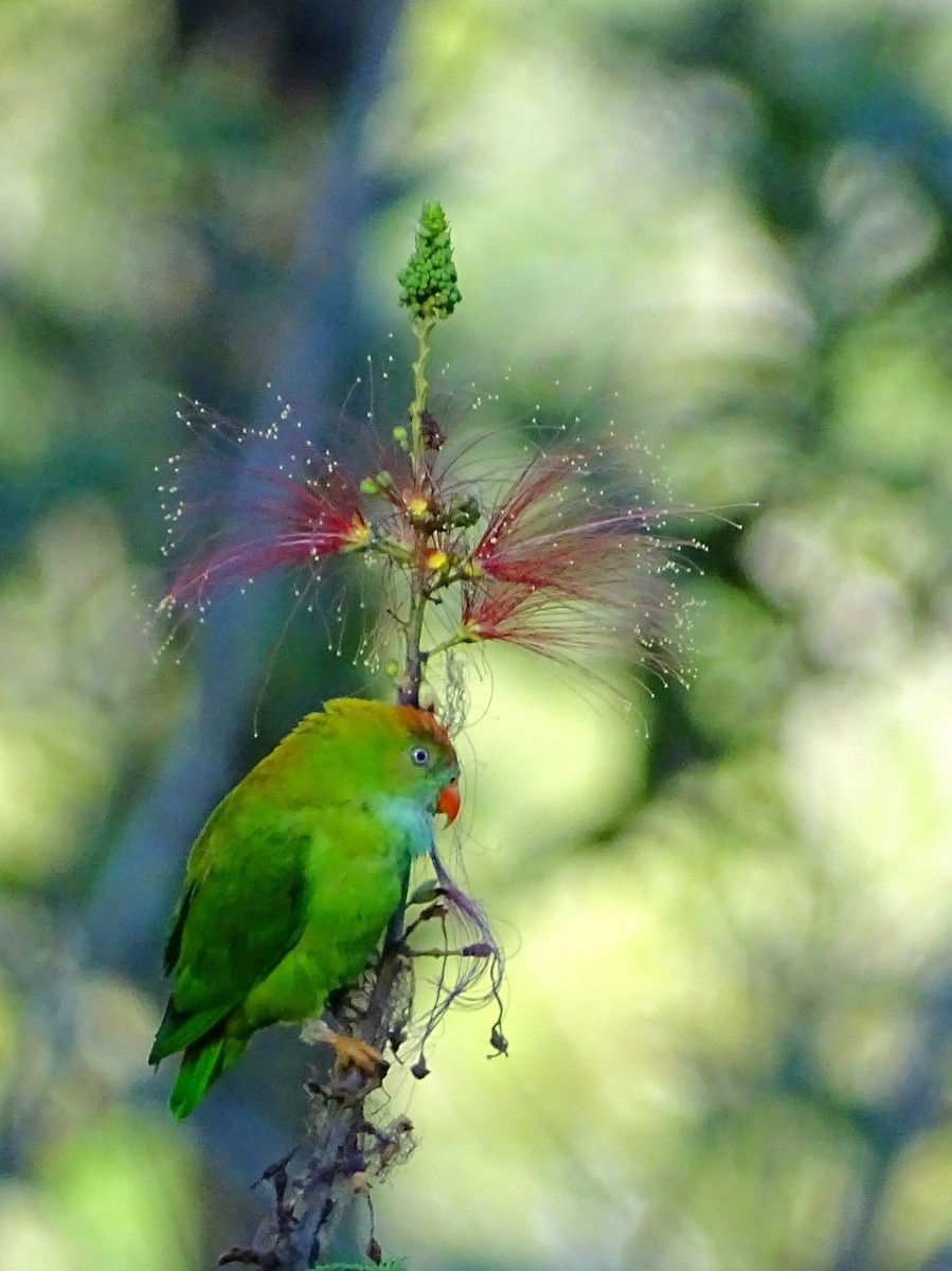 Sri Lanka Hanging-Parrot - ML620820896