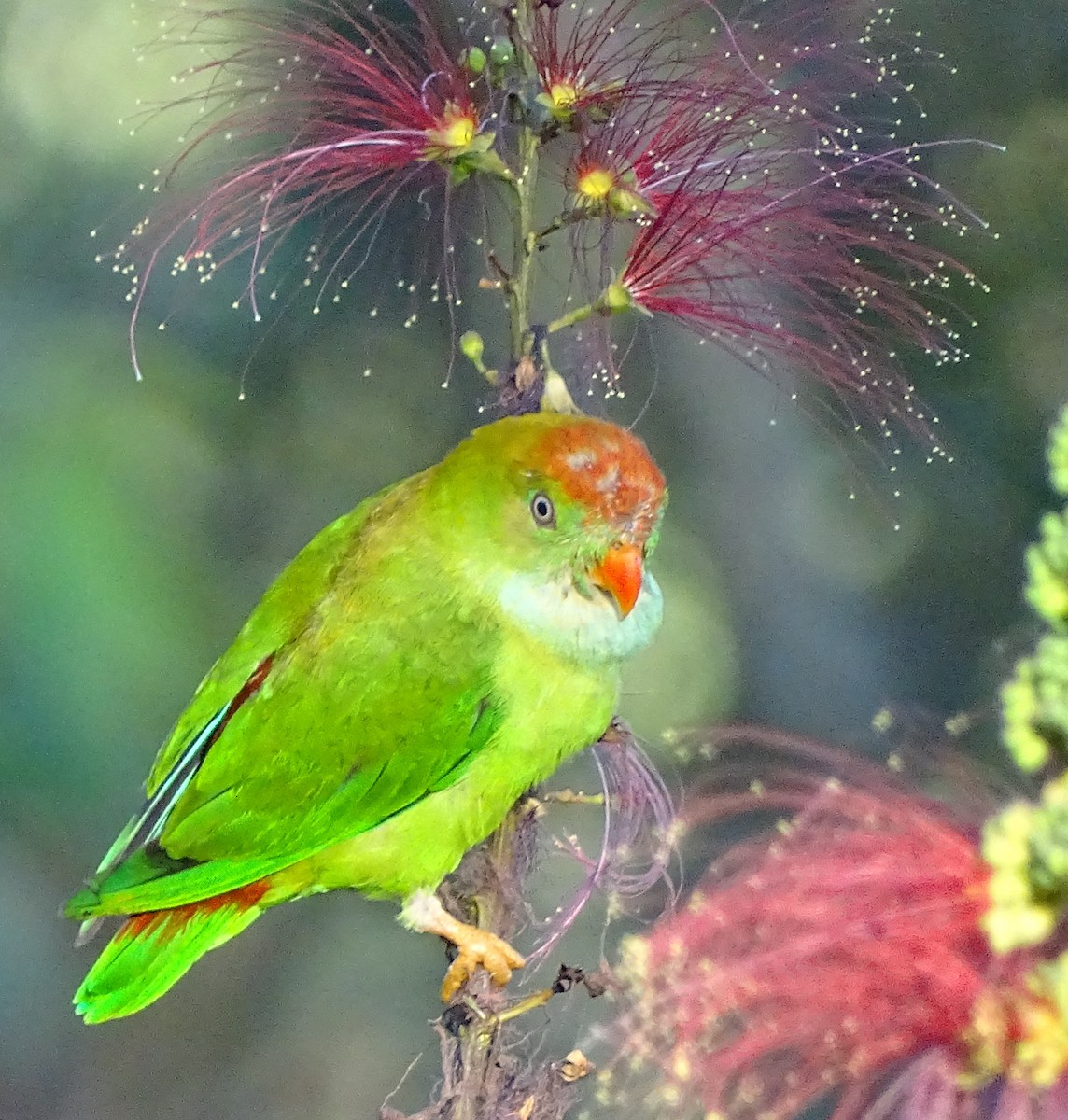 Sri Lanka Hanging-Parrot - ML620820897