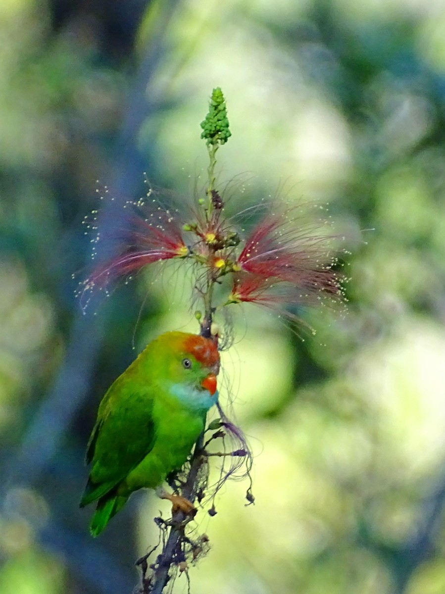 Sri Lanka Hanging-Parrot - ML620820898