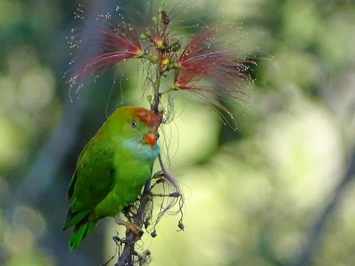 Sri Lanka Hanging-Parrot - ML620820899