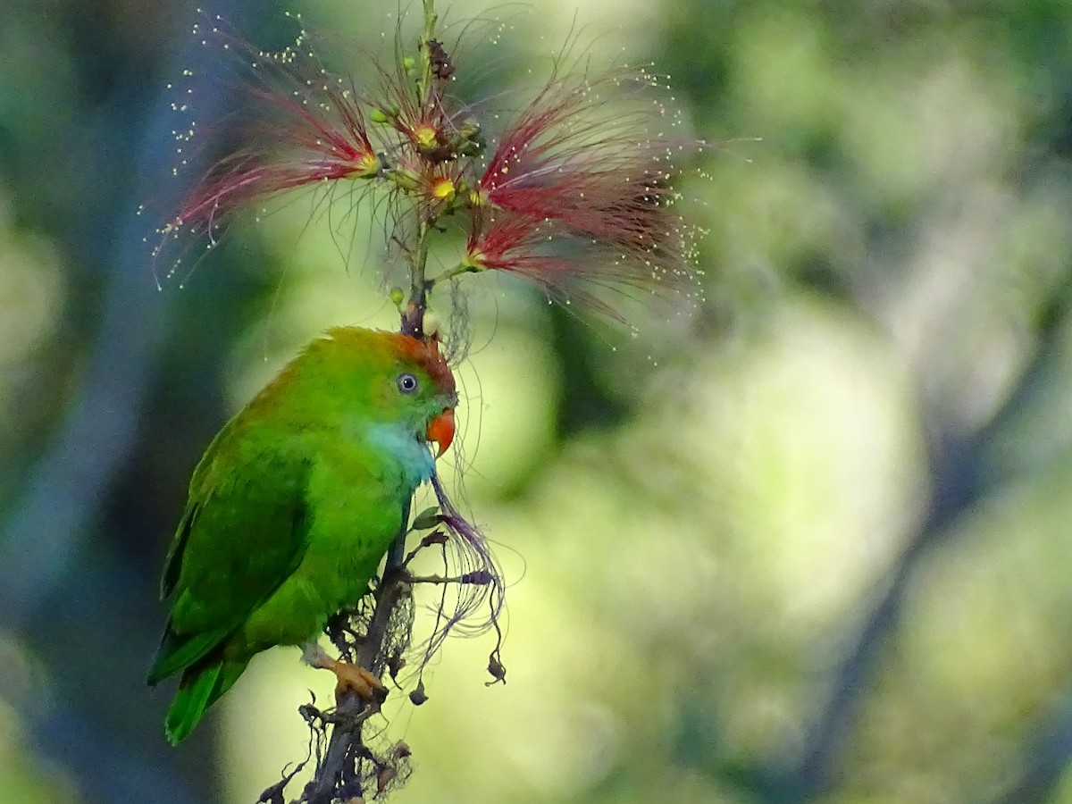 Sri Lanka Hanging-Parrot - ML620820901