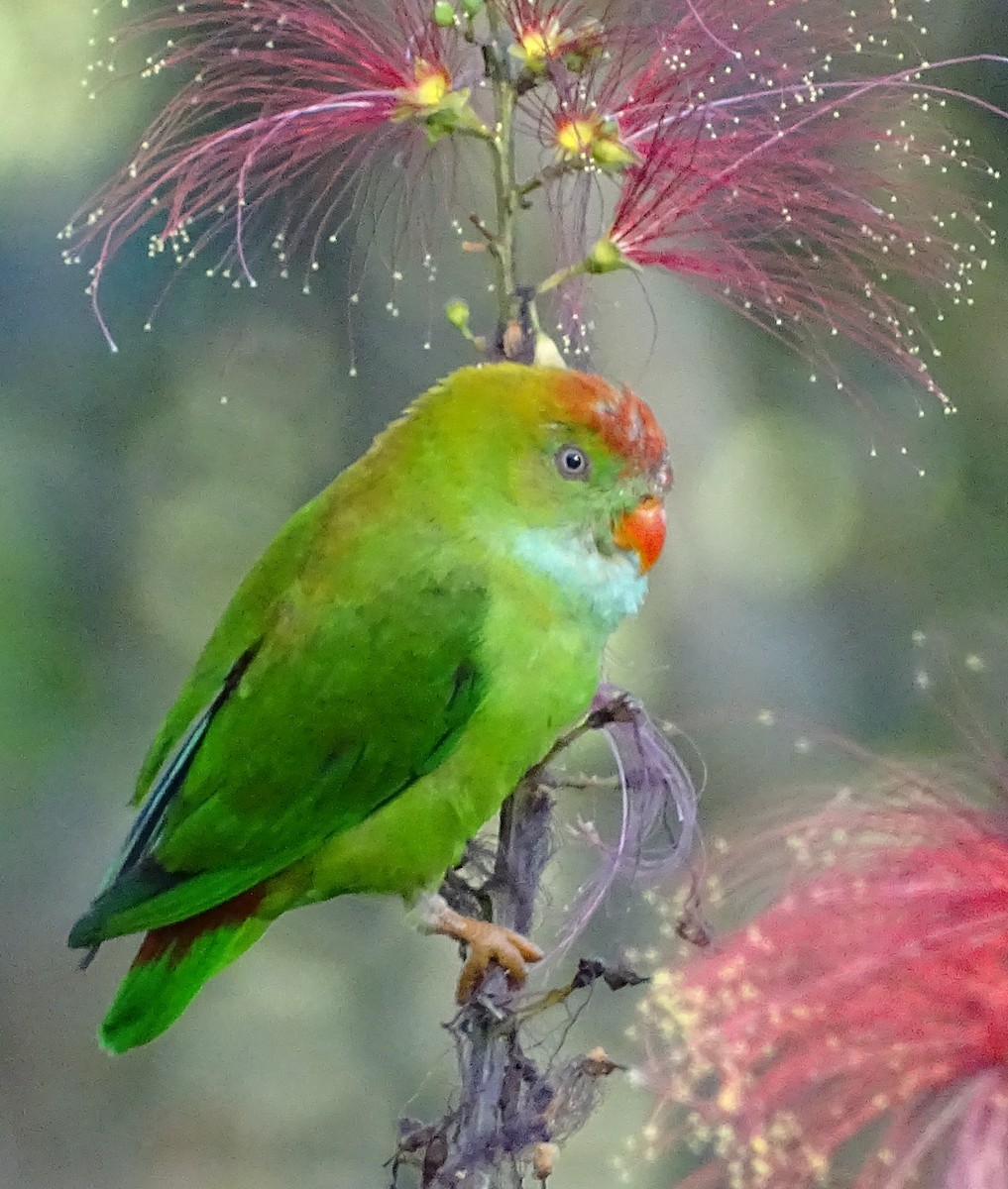 Sri Lanka Hanging-Parrot - ML620820902