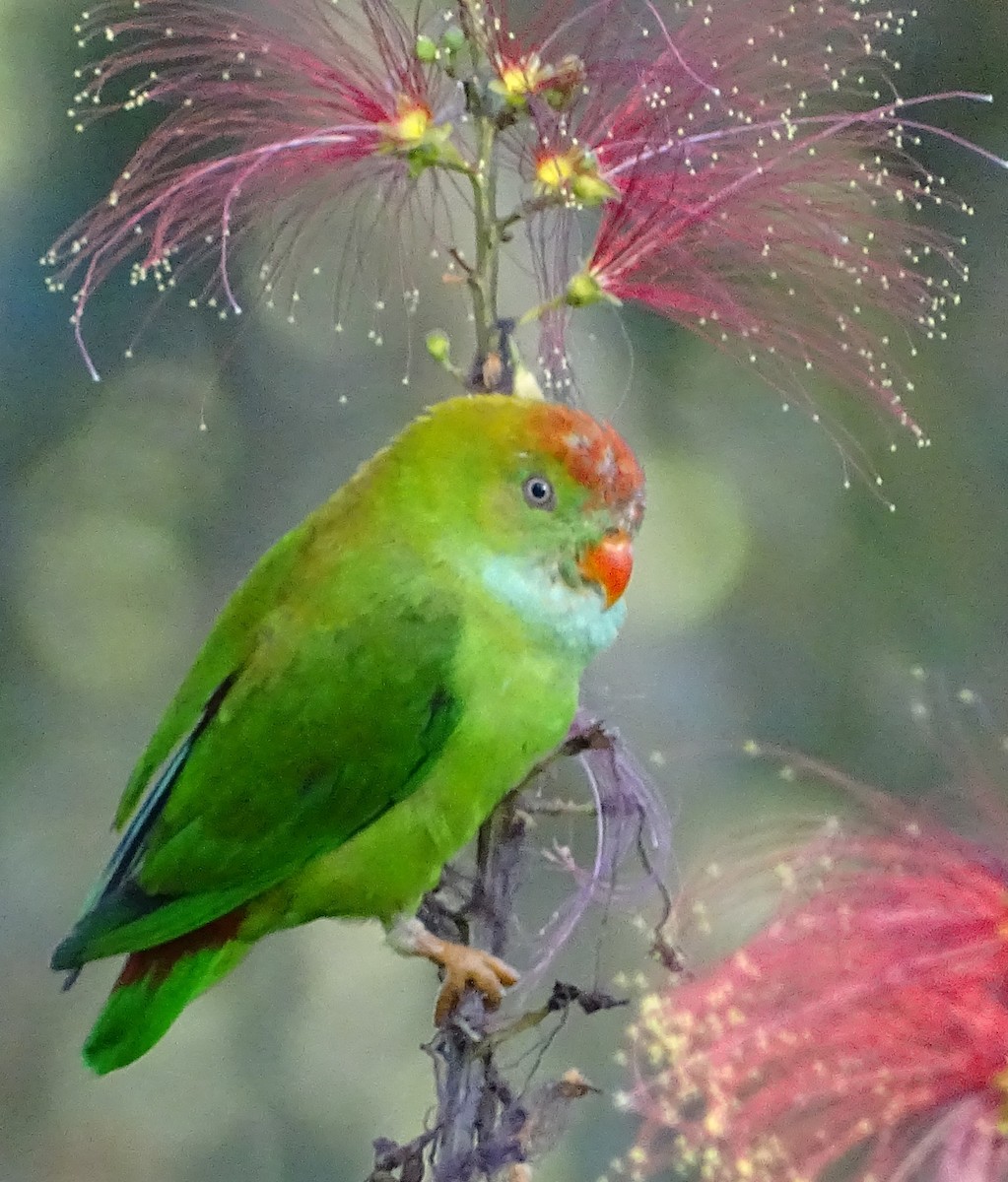 Sri Lanka Hanging-Parrot - ML620820904