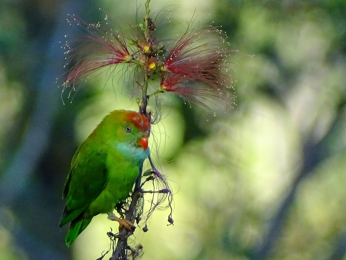 Sri Lanka Hanging-Parrot - ML620820905