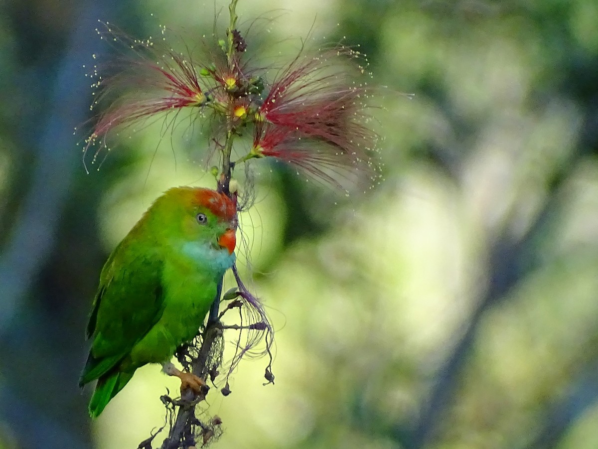 Sri Lanka Hanging-Parrot - ML620820906