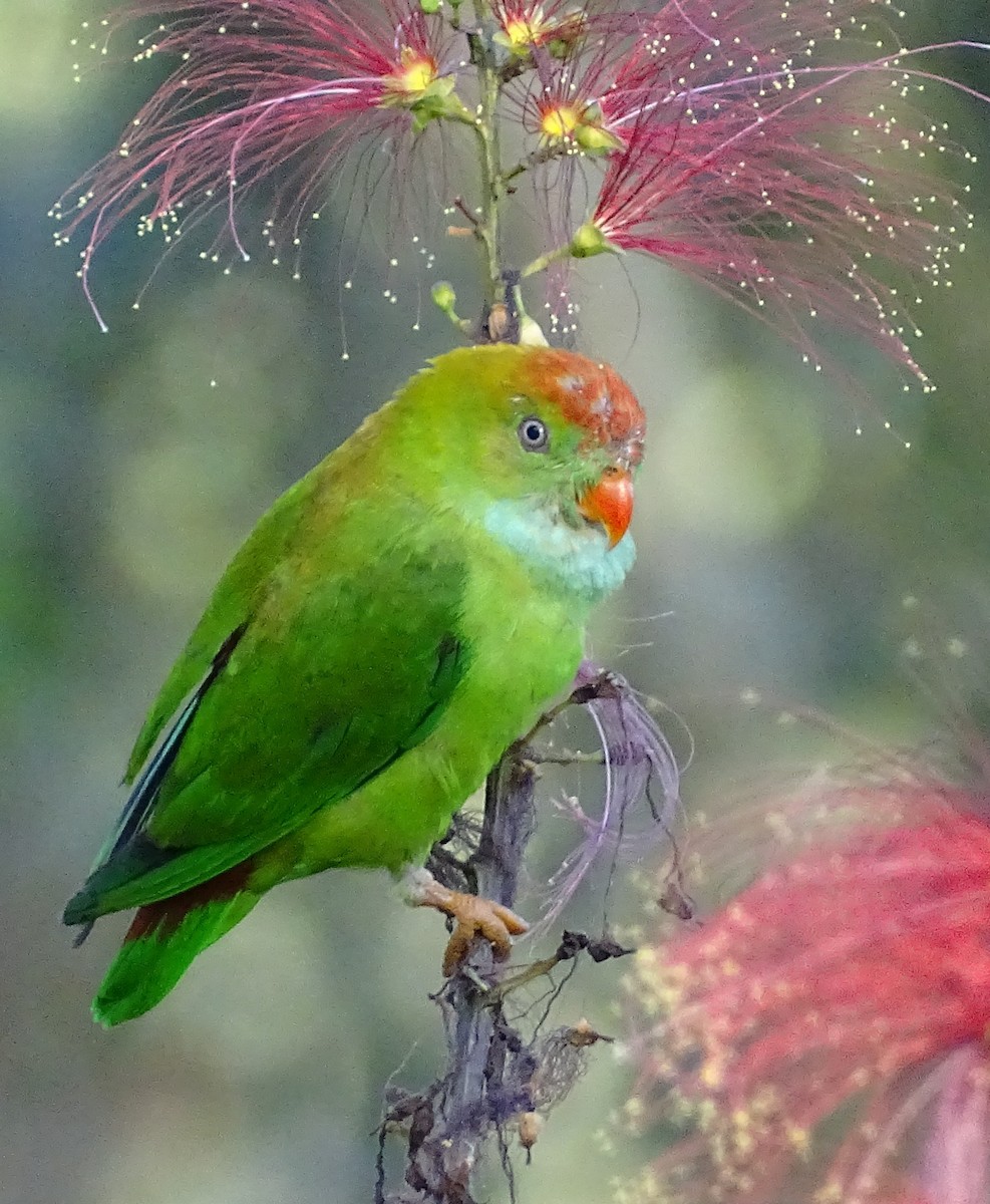 Sri Lanka Hanging-Parrot - Sri Srikumar